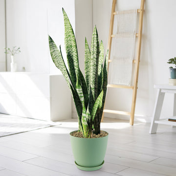 Mother in Law Plant ‘Sansevieria trifasciata’ Snake Plant