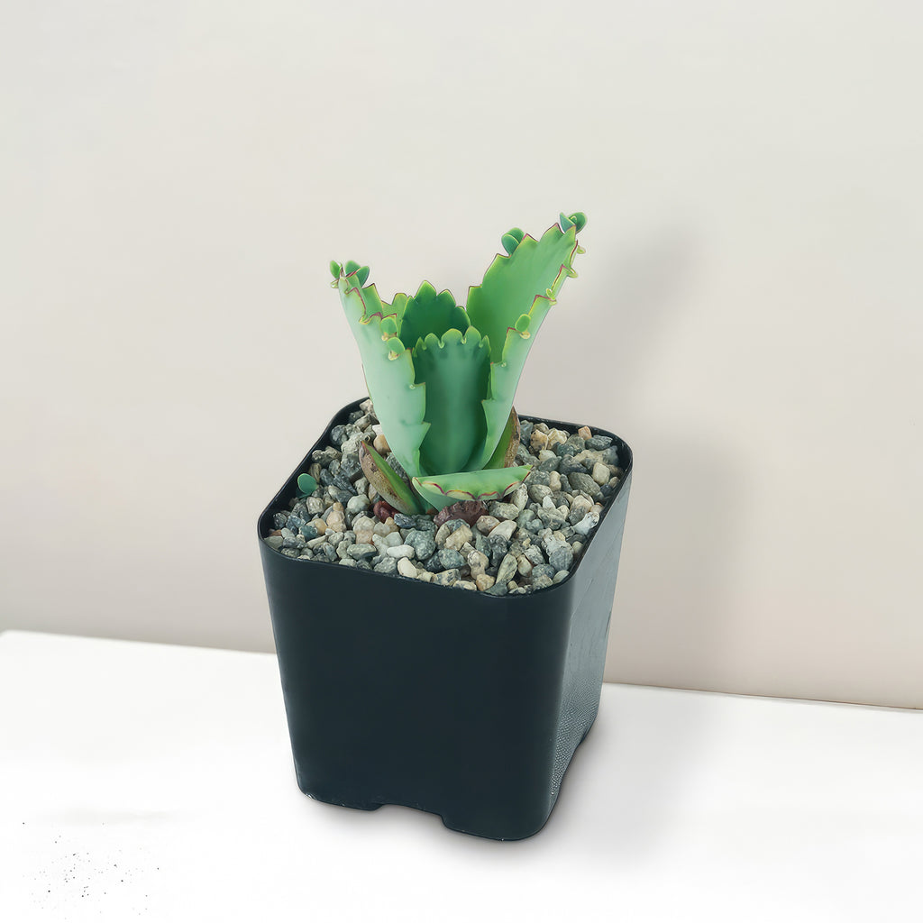 Mother of Thousands Plant &