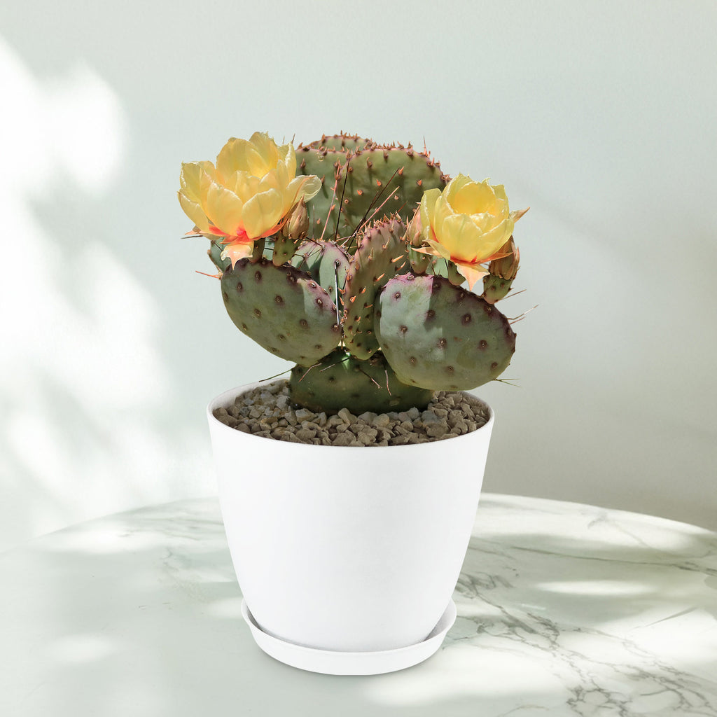 Opuntia Santa Rita Prickly Pear