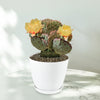 Opuntia &