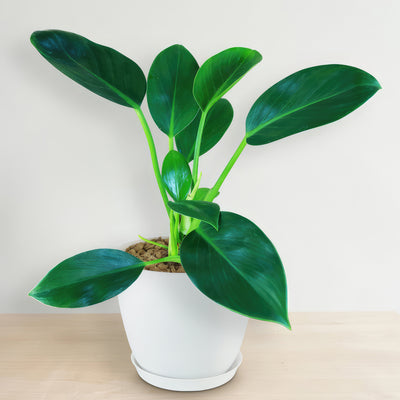 ‘Green Princess’ Philodendron 6