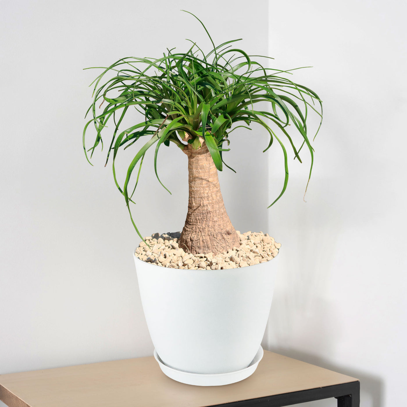 Ponytail palm 'Beaucarnea recurvata' 2 Gal / Teal / Without Pot
