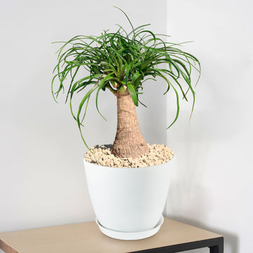 Ponytail palm 'Beaucarnea recurvata' 2 Gal / Teal / Without Pot