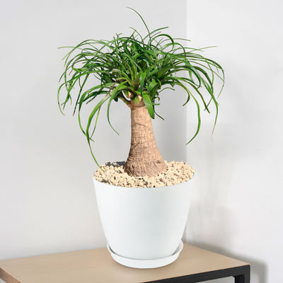 Ponytail palm 'Beaucarnea recurvata' 2 Gal / Teal / Without Pot