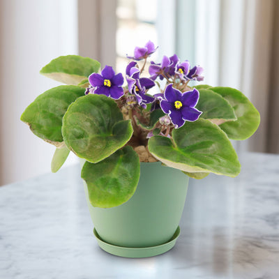 potted plant with small purple flowers Purple African Violet
