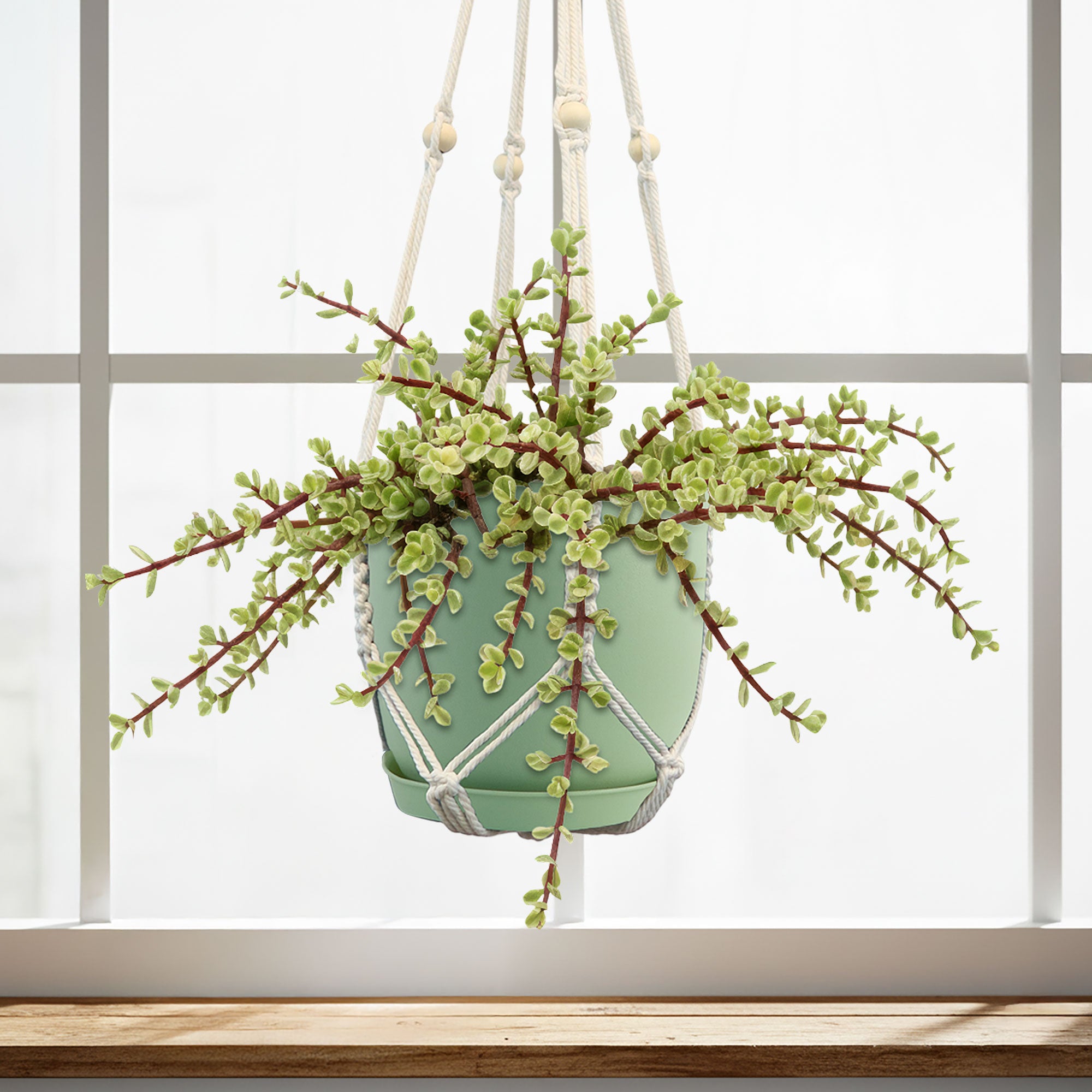 Rainbow Bush - Portulacaria afra variegata