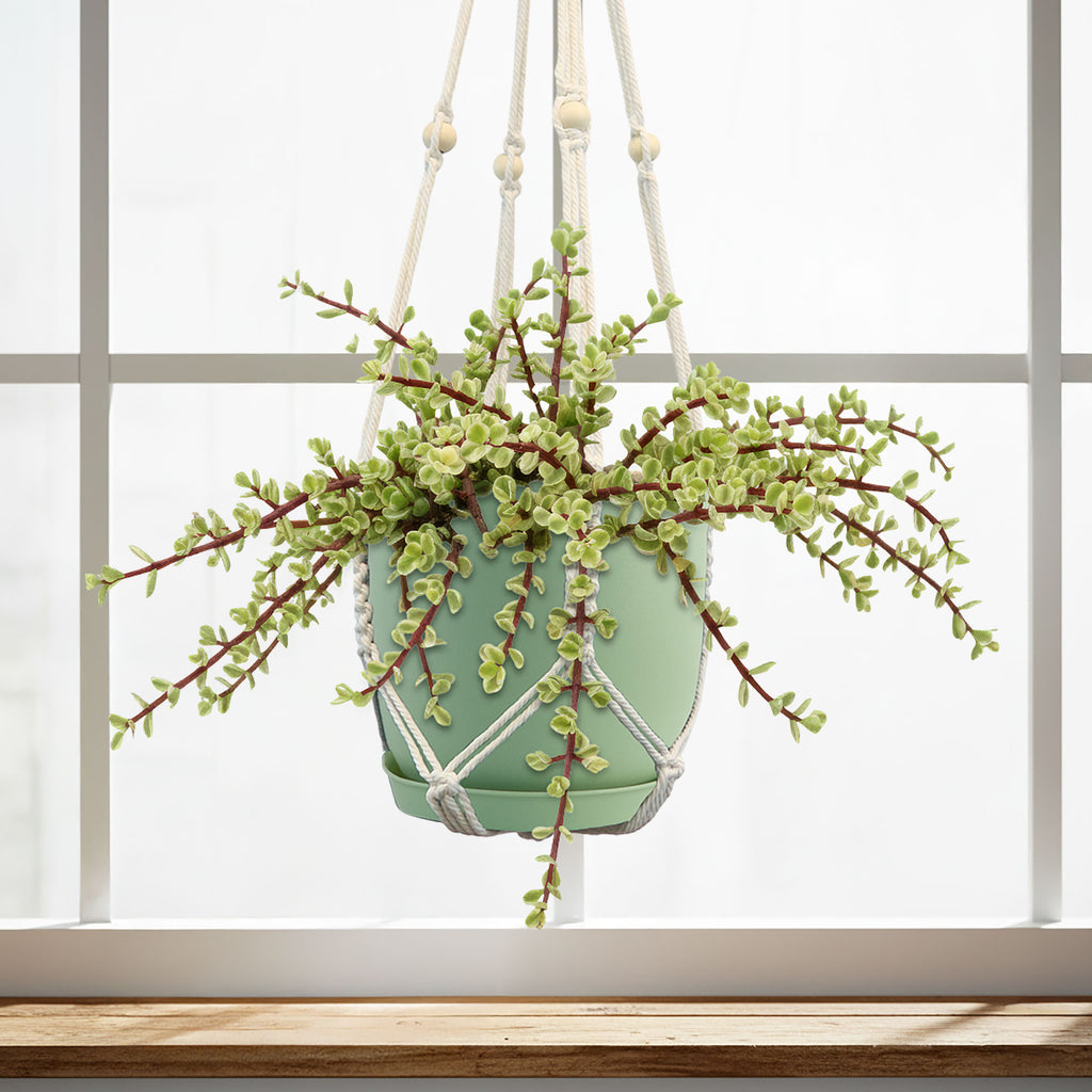 Rainbow Bush - Portulacaria afra variegata