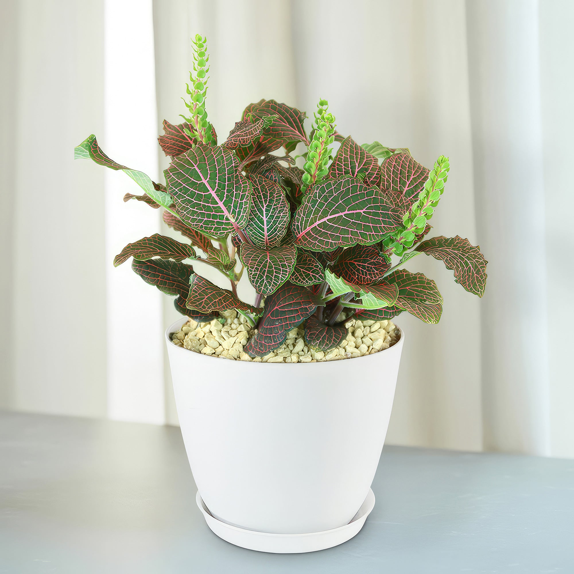 Red Nerve Plant - Fittonia albivenis ‘Red Anne’