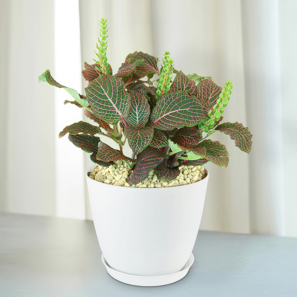 Shop 'Red Nerve Plant' Care & Growing Guide | Planet Desert