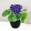 African Violet Plant ‘Saintpaulia ionantha’