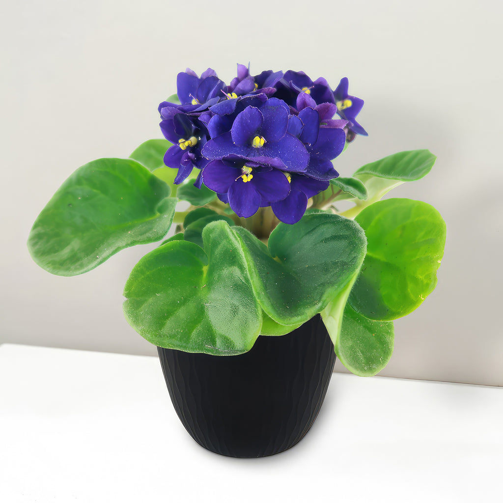 African Violet Plant ‘Saintpaulia ionantha’