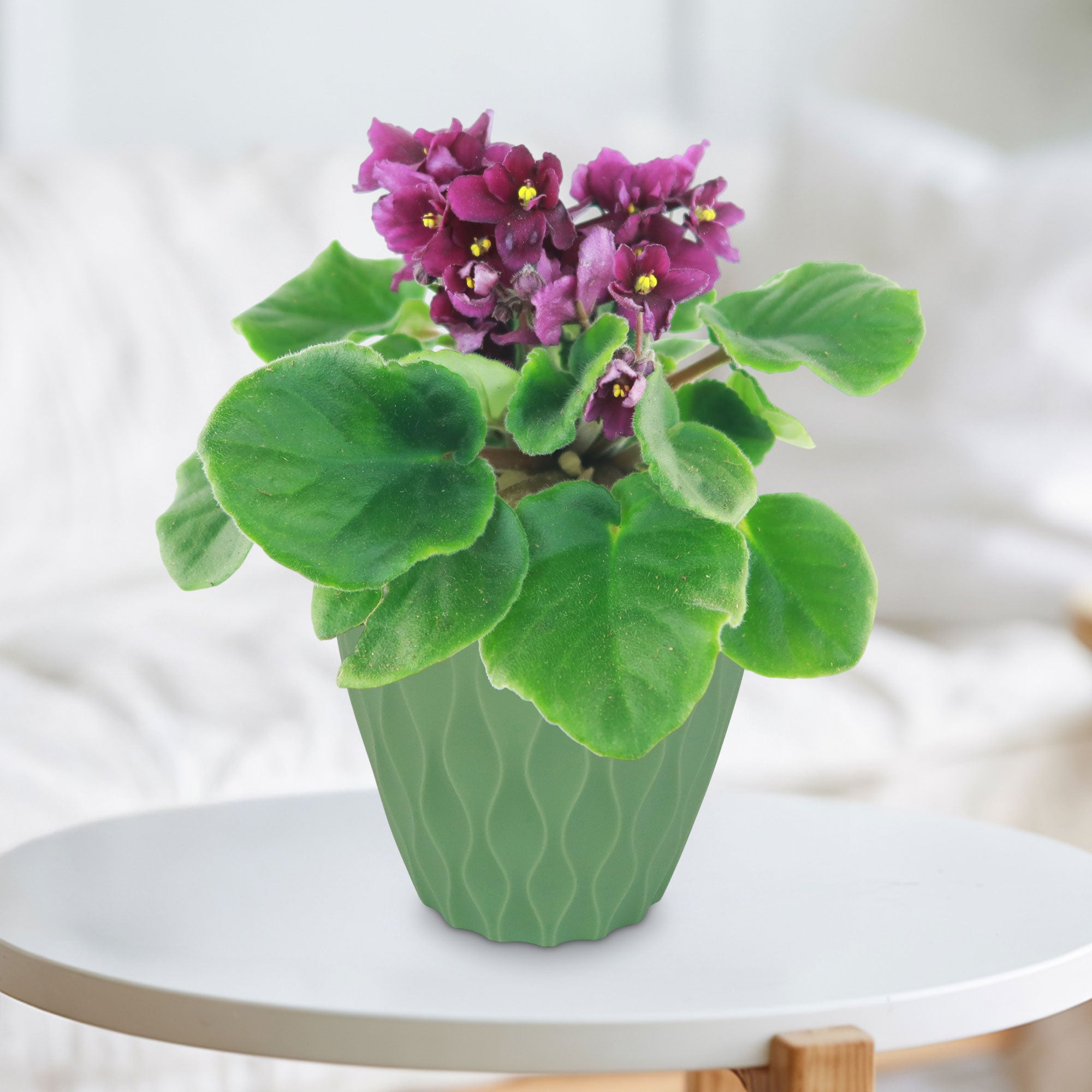 Burgundy African Violet ‘Saintpaulia ionantha’