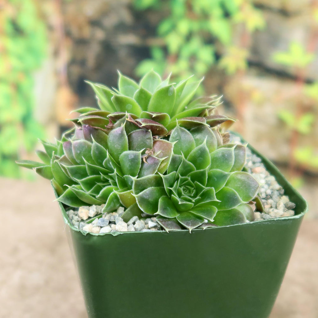 Potted indoor plant with glossy green leaves beside a small Buddha statue