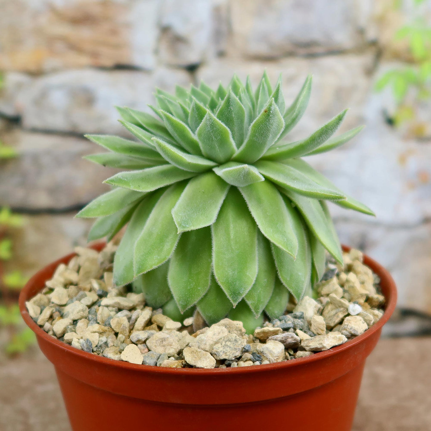 is sempervivum a succulent Sempervivum Tectorum var. Glaucum