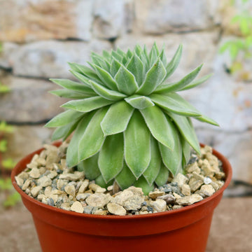 eye succulent Sempervivum Tectorum var. Glaucum