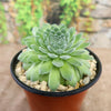 Sempervivum &