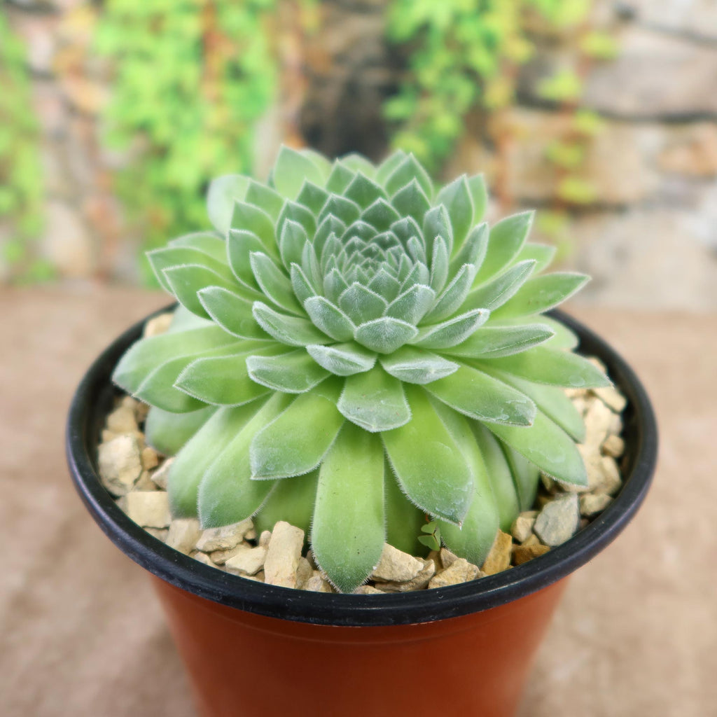Sempervivum &