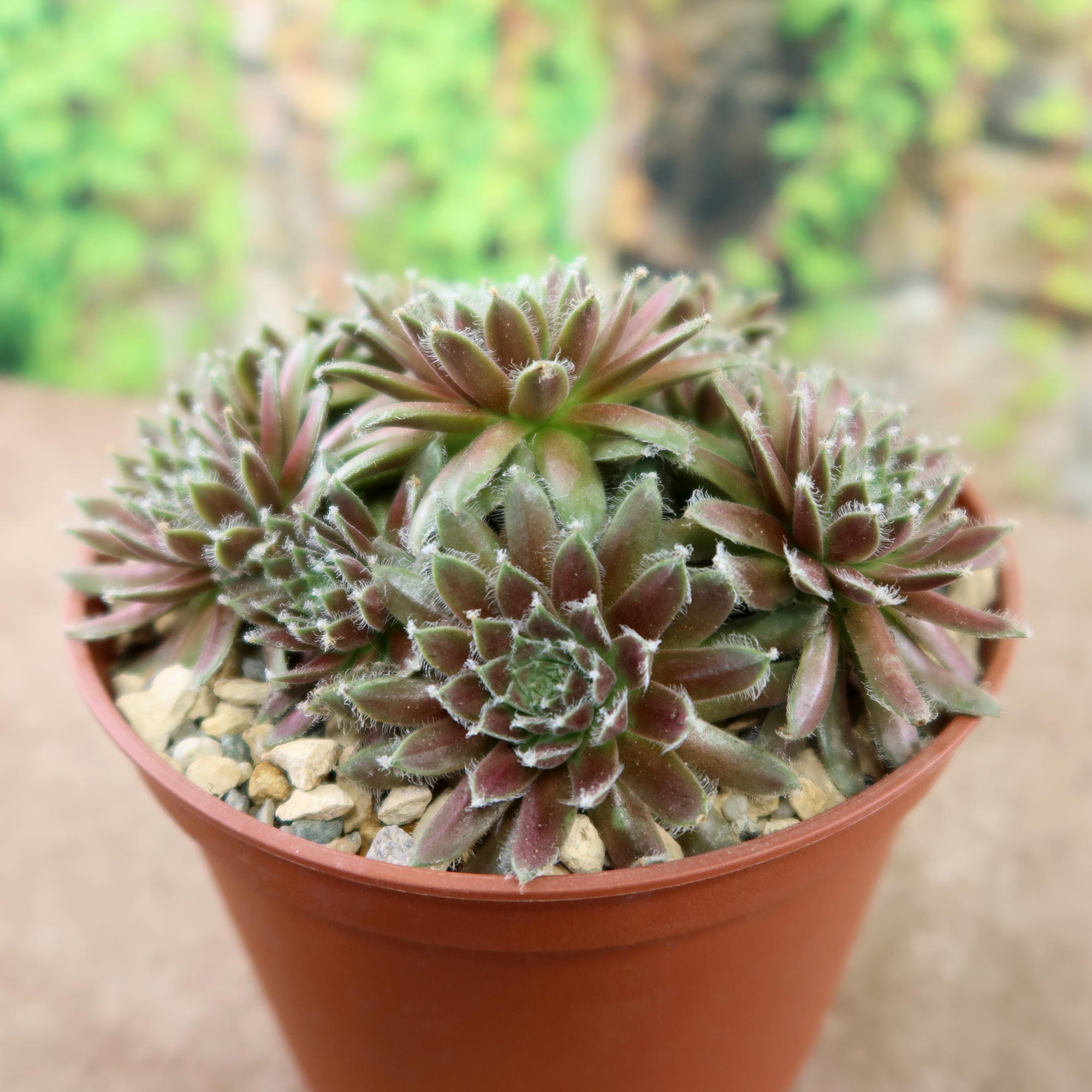 Close-up of Sempervivum arachnoideum 'Viridescens' with purplish-green cobwebbed leaves in a brown pot among pebbles, blurred green background.