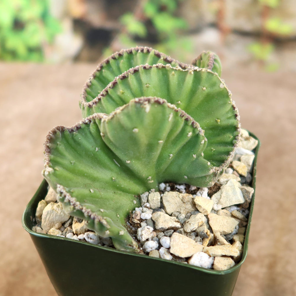 Collection-Image-Stapelia-