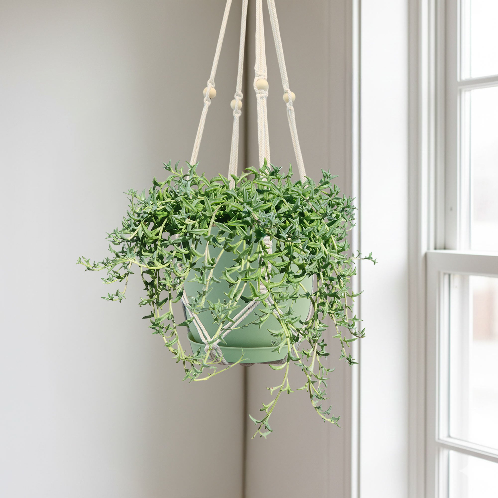 String of Dolphins 'Senecio peregrinus'