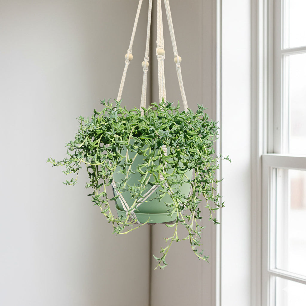 String of Dolphins &