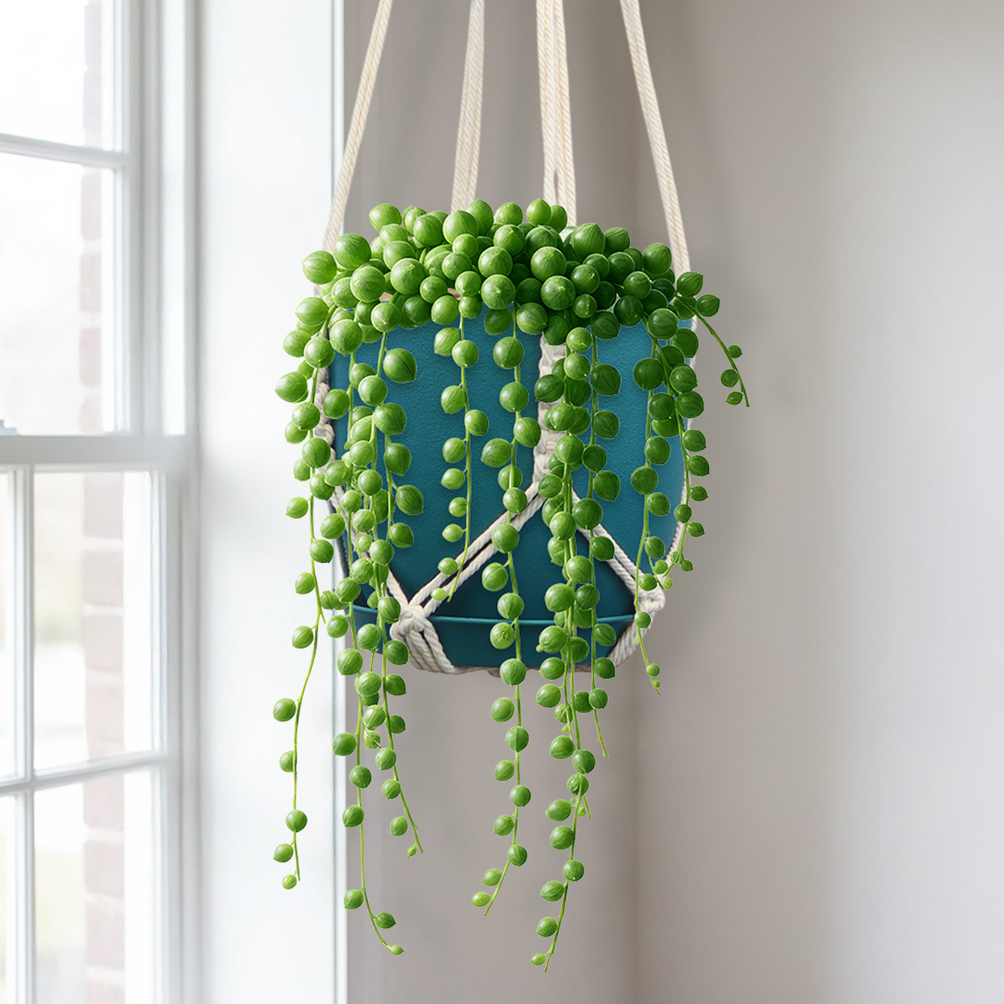 String of Pearls 'Senecio rowleyanus'