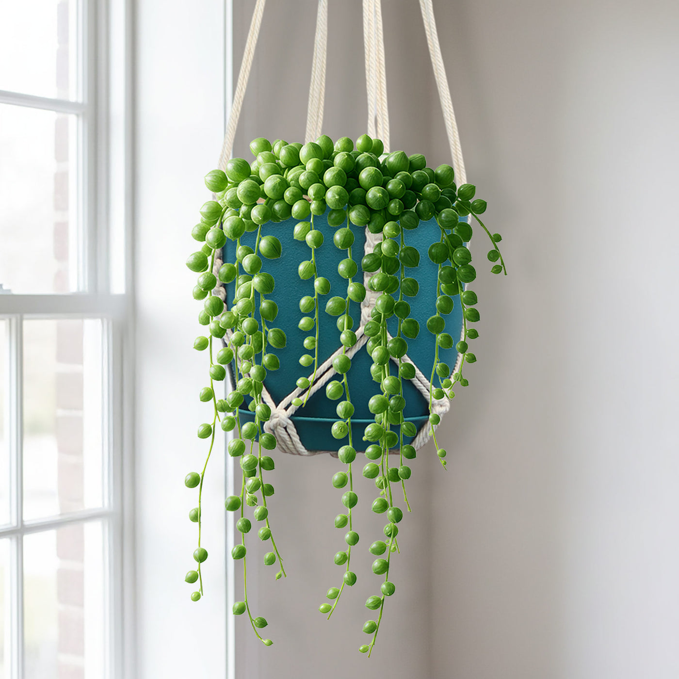 String of Pearls 'Senecio rowleyanus'