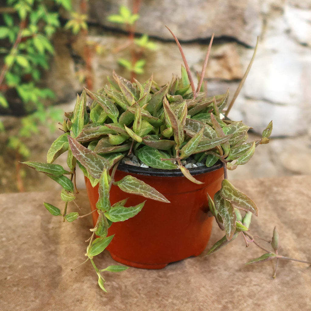 String of Spades Plant (Ceropegia woodii ‘Heartless’) in a brown pot, green and red veined leaves trailing over the rim.