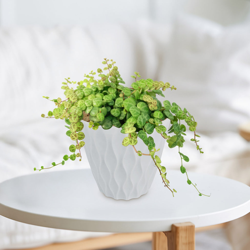 String of Turtles Plant ‘Peperomia prostrata’