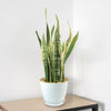 Variegated Snake Plant - Sansevieria laurentii