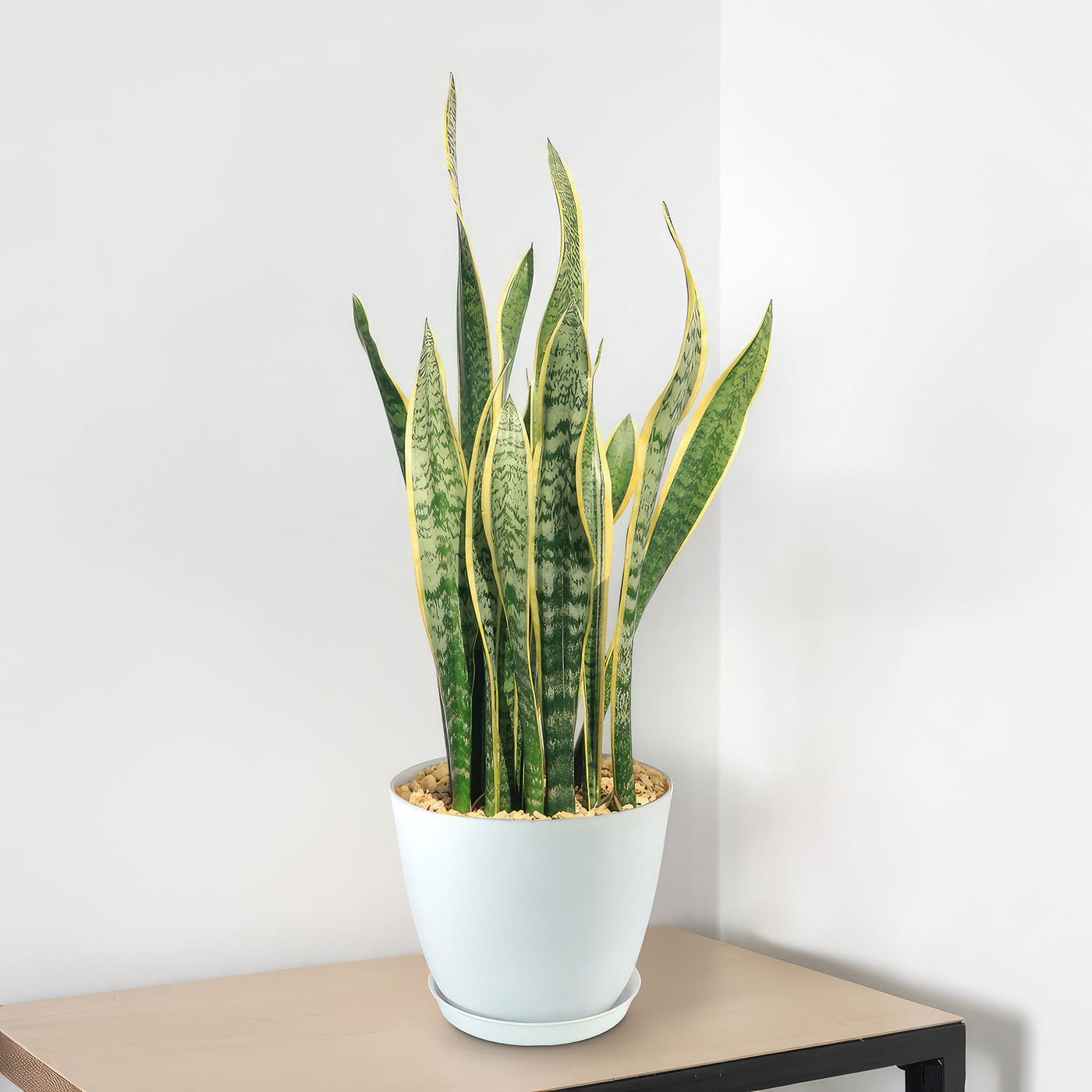 Variegated Snake Plant - Sansevieria laurentii
