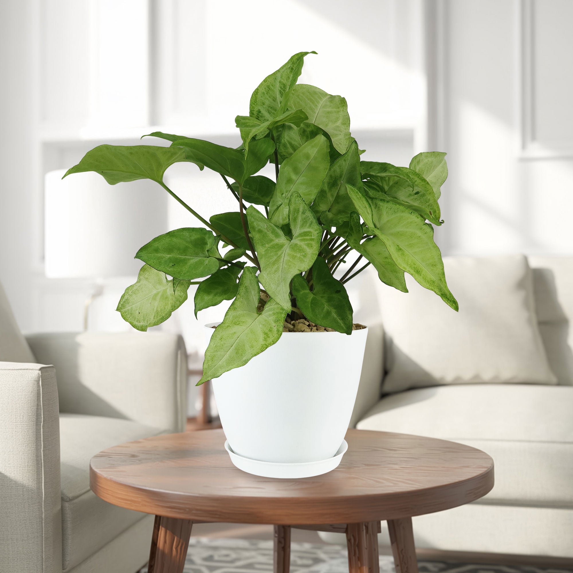 Syngonium ‘White Butterfly’ plant with large leaves on a round wooden table in a bright living room with light furnishings.