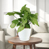 Syngonium ‘White Butterfly’ plant with large leaves on a round wooden table in a bright living room with light furnishings.