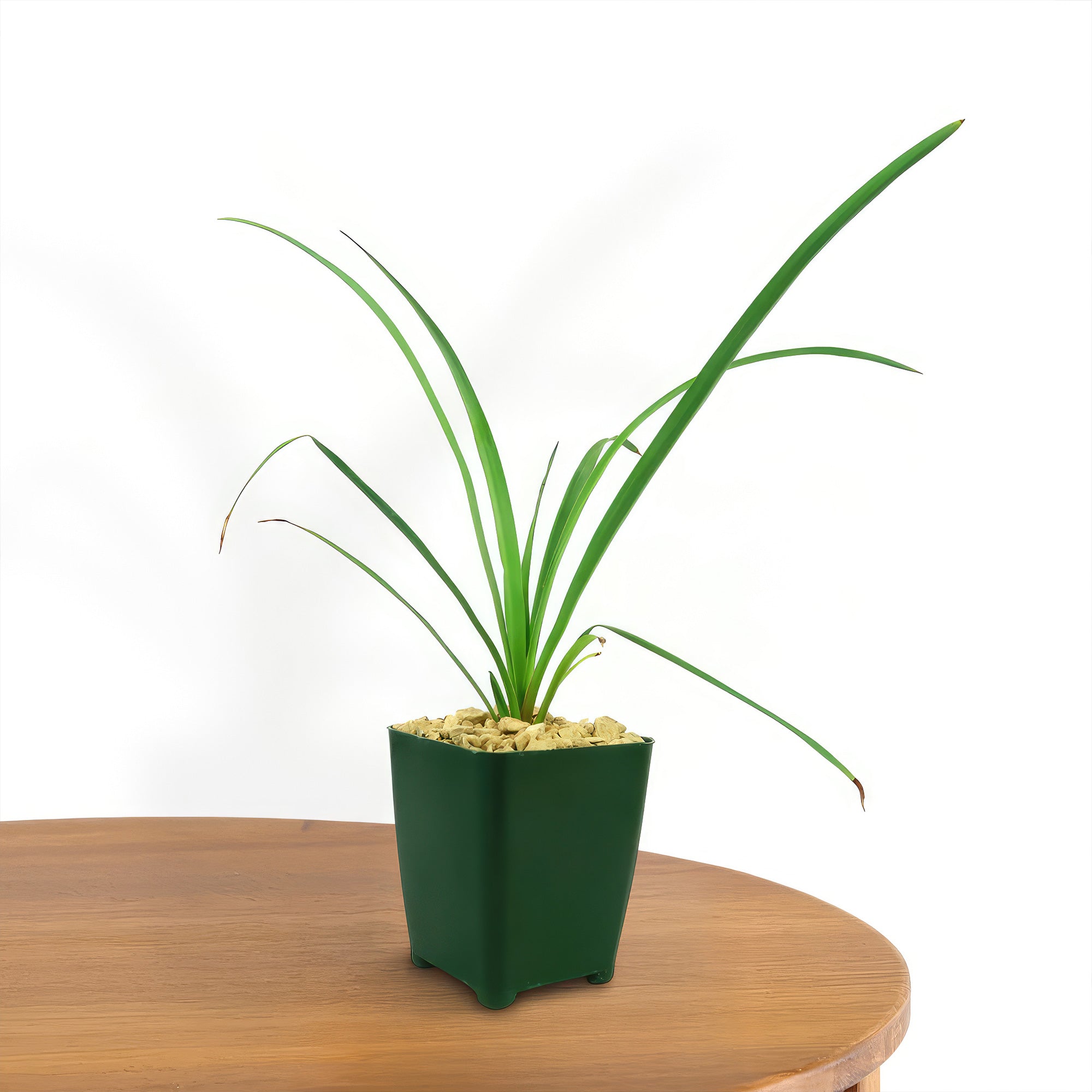 Soft Leaf Yucca - Yucca pendula