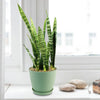 Zeylanica Snake Plant &