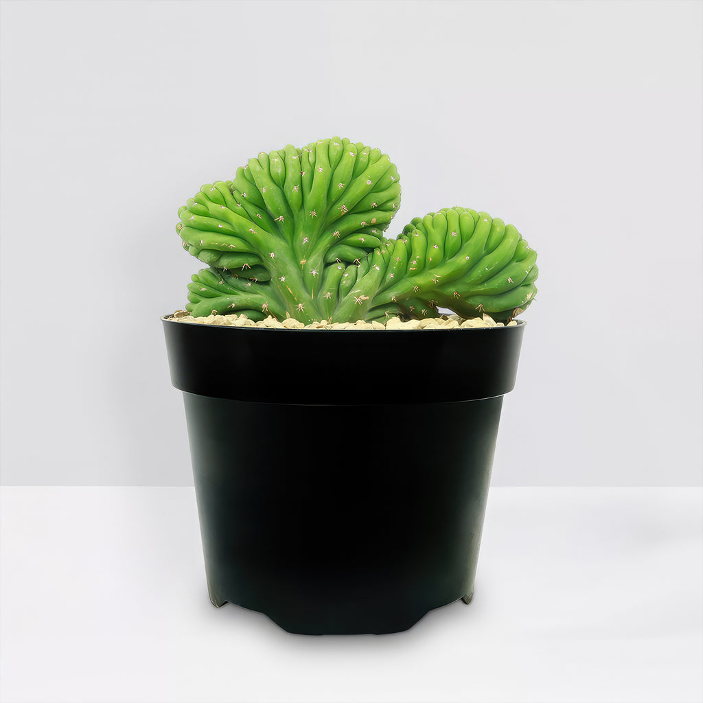 Crested San Pedro Cactus &