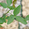 Commiphora humbertii  