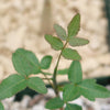 Commiphora humbertii  