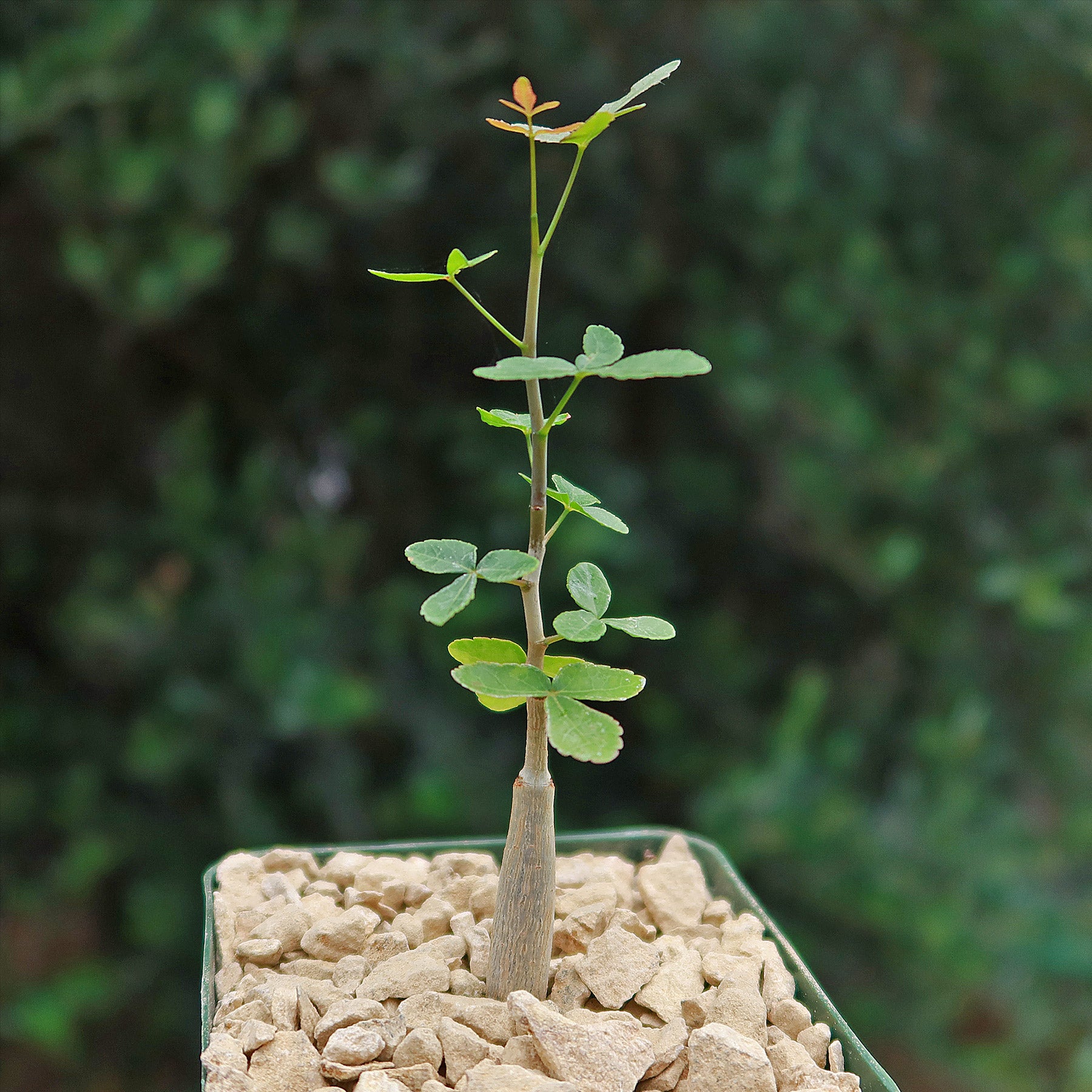 Commiphora humbertii for sale - Planet Desert
