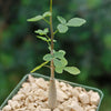 Commiphora humbertii  