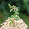 Commiphora humbertii  