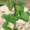 Commiphora humbertii  