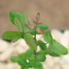 Commiphora humbertii  