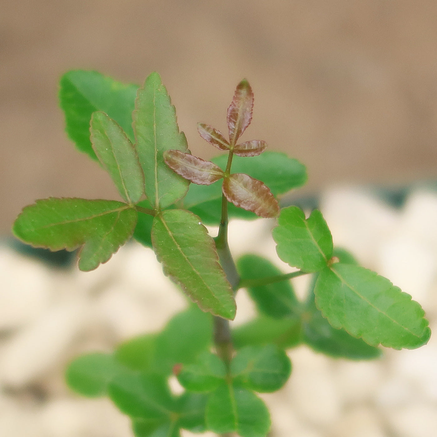 Commiphora humbertii for sale - Planet Desert