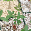 Commiphora humbertii  