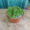 Common Houseleek - Sempervivum tectorum &
