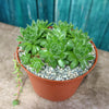 Common Houseleek - Sempervivum tectorum &