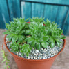 Common Houseleek - Sempervivum tectorum &
