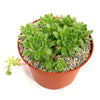 Common Houseleek - Sempervivum tectorum &