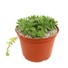 Common Houseleek - Sempervivum tectorum &